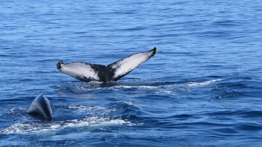 Ballena en Samana